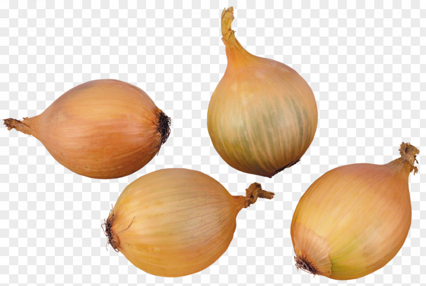 Vegetable Yellow Onion Shallot Elephant Garlic Shchi PNG
