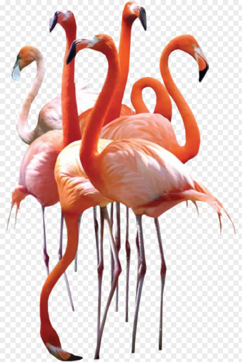 Bird Homing Pigeon Pigeons And Doves Greater Flamingo PNG