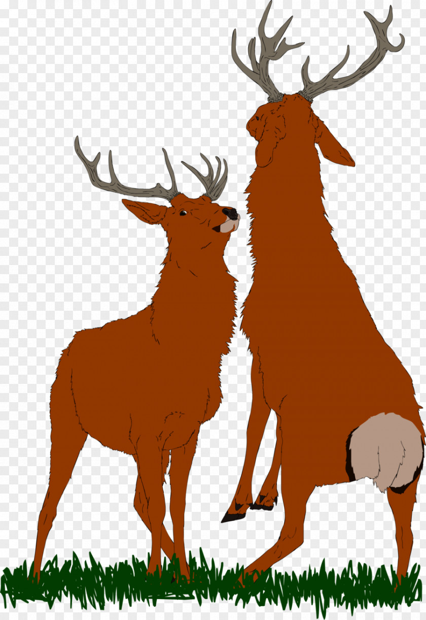 BULL FIGHTING Elk Reindeer Antler Terrestrial Animal Clip Art PNG