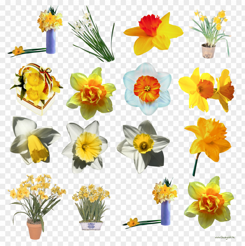 Flower Daffodil Floral Design I Wandered Lonely As A Cloud PNG