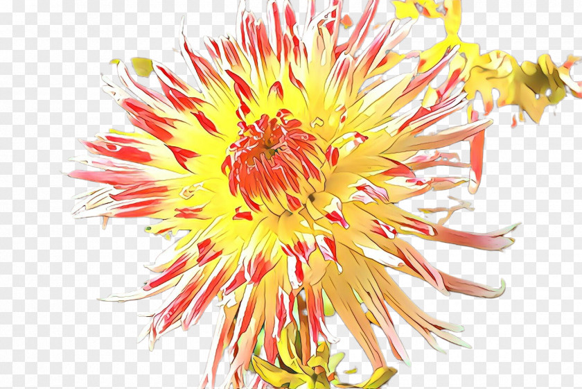 Flower Plant Petal Herbaceous Protea Family PNG