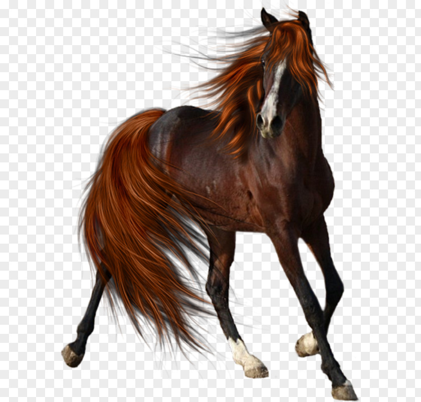 Horse Mane Stallion Pony Mule PNG