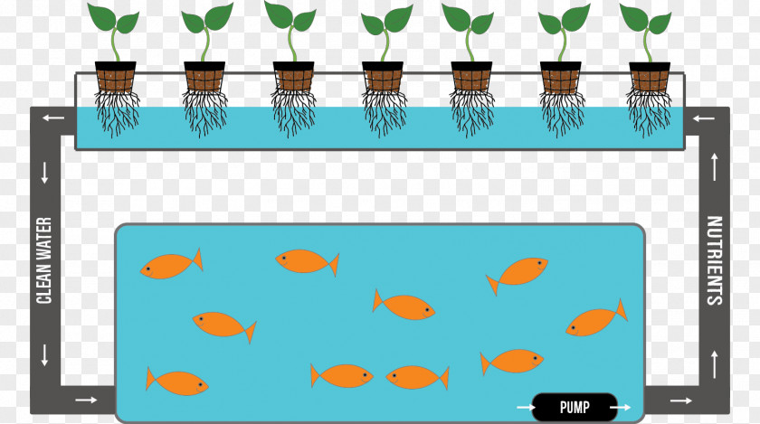 Hydroponic Farming System Fish Hydroponics Nutrient Product Reuse Waste PNG