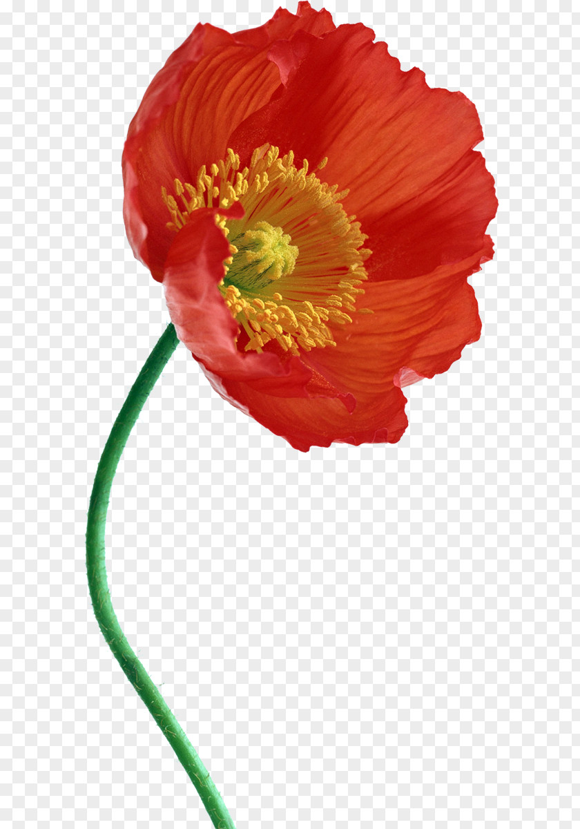 Poppies Common Poppy IPhone 7 JPEG PNG