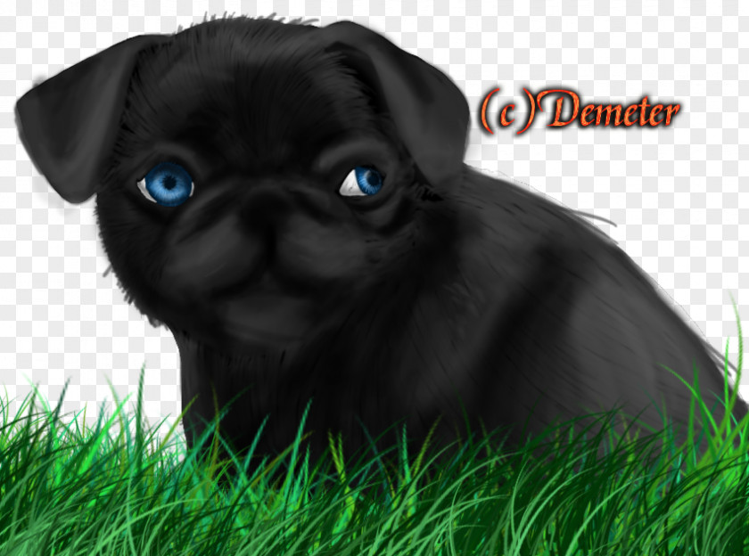 Pug Puppy Dog Breed Pet Canidae PNG