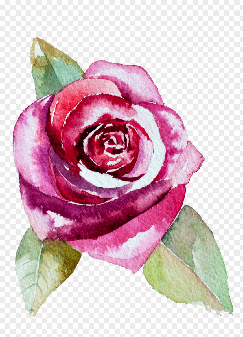 Watercolor Flowers Garden Roses Centifolia Flower Painting PNG