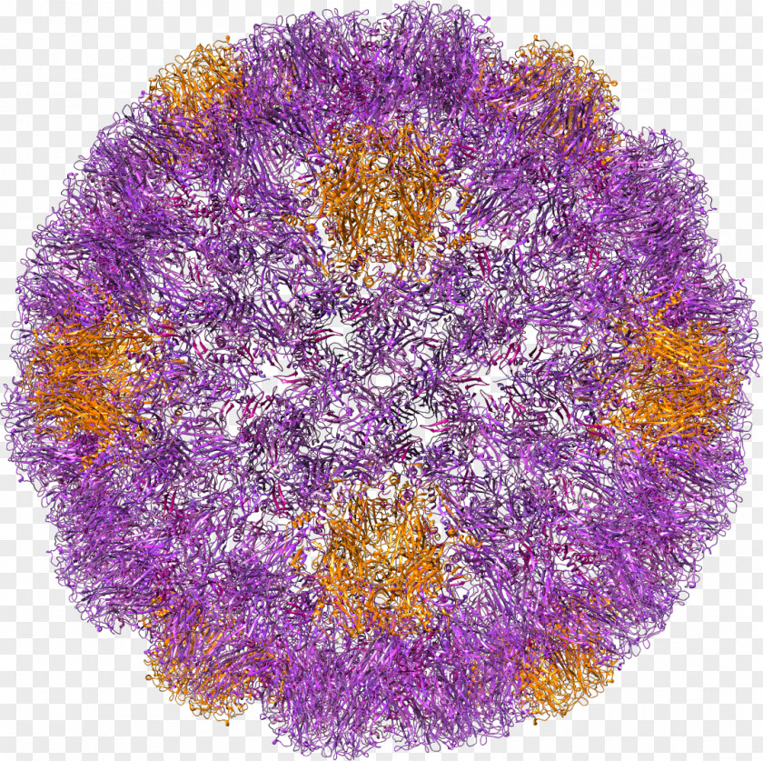 Zika Virus SV40 Rhinovirus Fever PNG