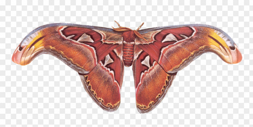 Butterfly Atlas Moth Decapoda Animal PNG