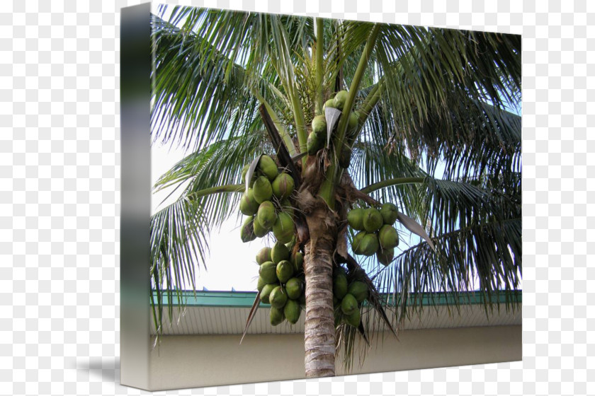 Green Coconut Arecaceae Asian Palmyra Palm Attalea Speciosa Tree PNG