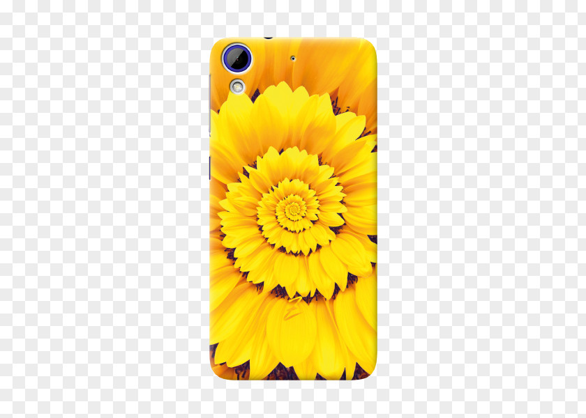 Non Toxic Transvaal Daisy Sunflower M Mobile Phone Accessories Marigolds Phones PNG