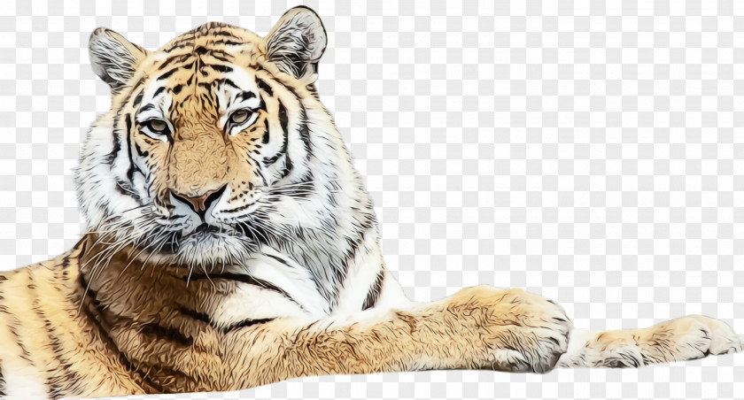Big Cats Whiskers Tiger Bengal Wildlife Siberian Terrestrial Animal PNG