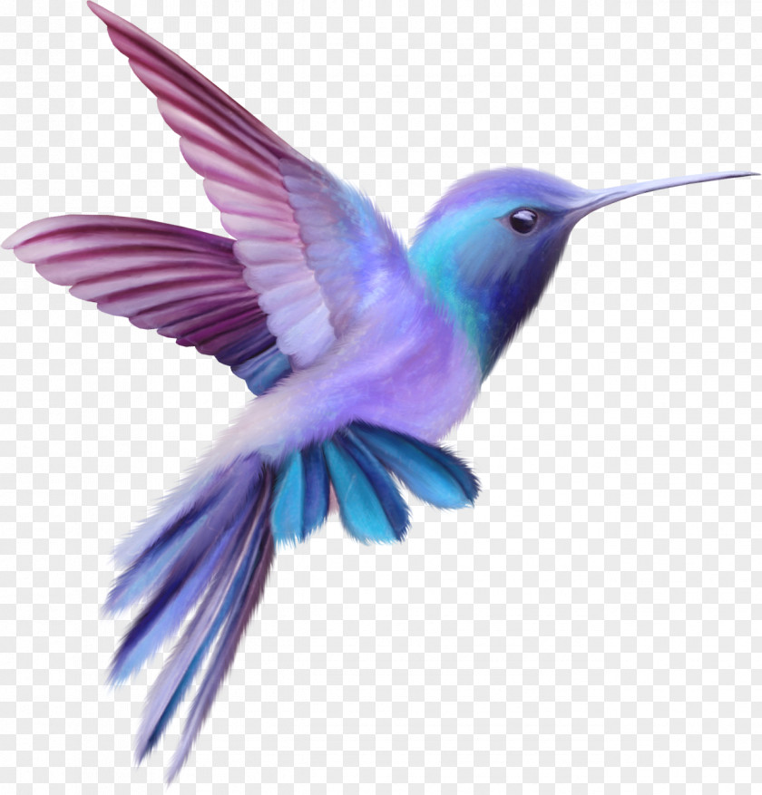 Color Cute Birds Hummingbird Free Content Clip Art PNG