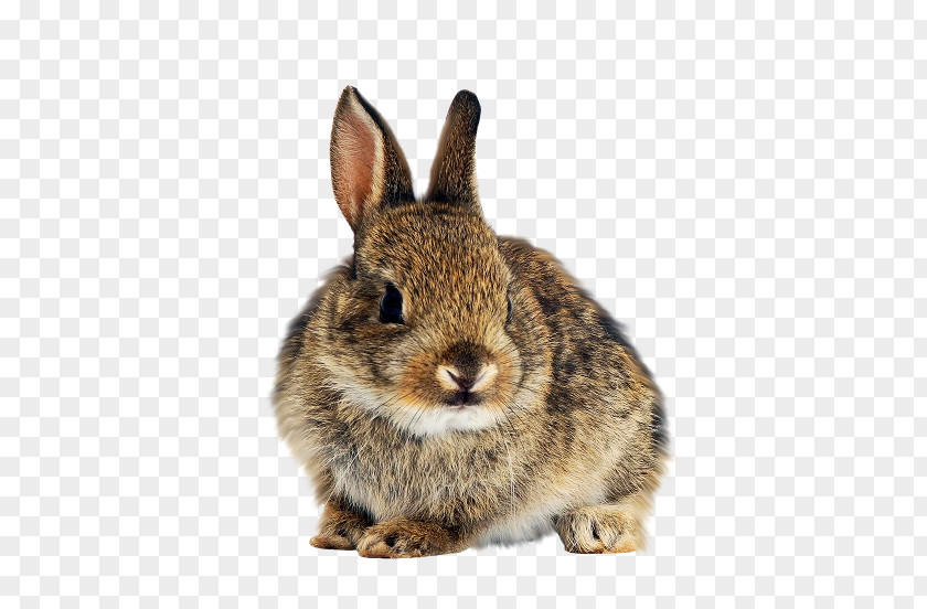 Rabbit Domestic Hare European White PNG