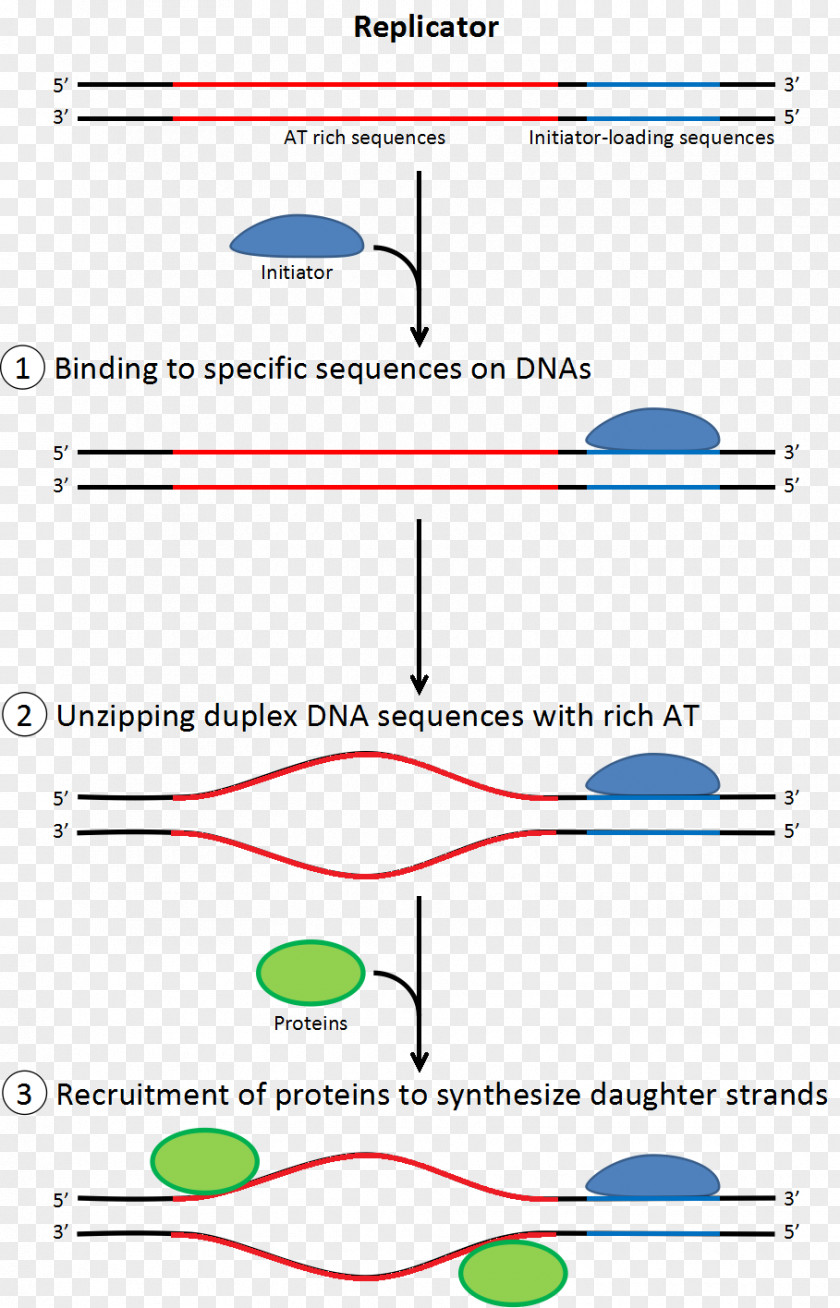 DNA Replication Translation Polymerase Single-stranded Binding Protein PNG
