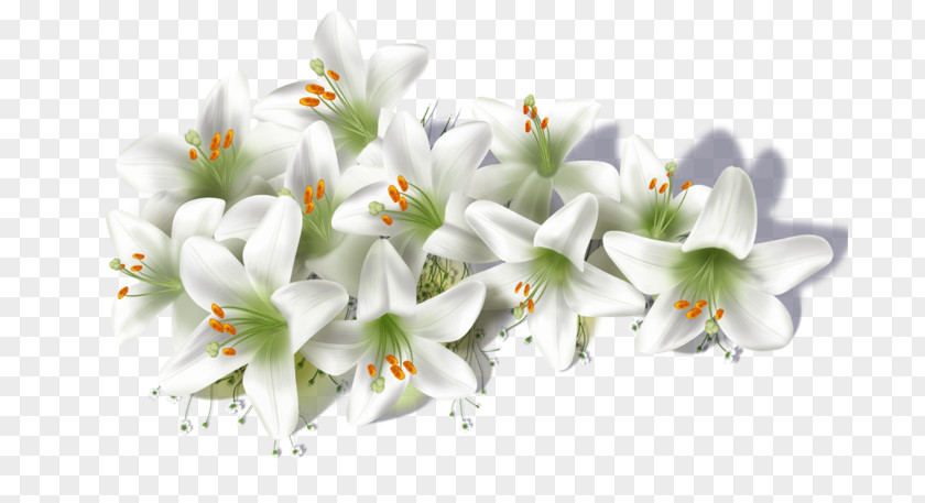 Flower Lilium Candidum Clip Art PNG