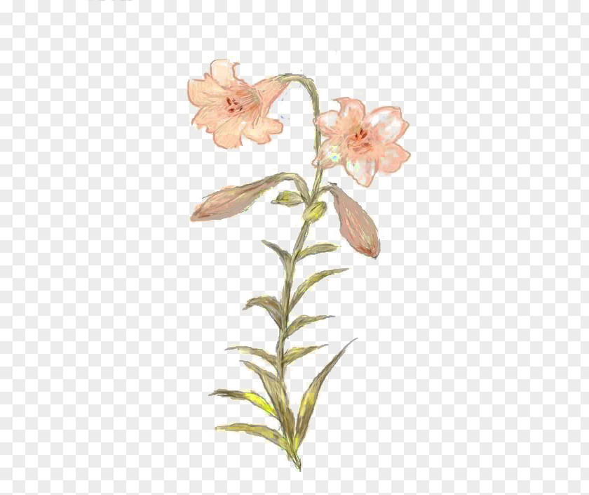 Free Hand-painted Pink Lily Buckle Material Lilium PNG