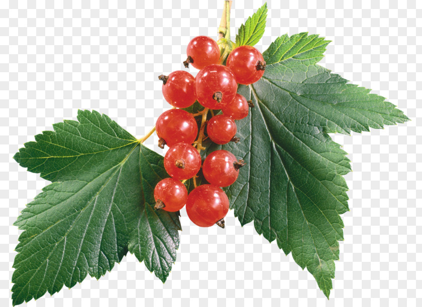 Juice Redcurrant Blackcurrant Gelatin Dessert Berry PNG