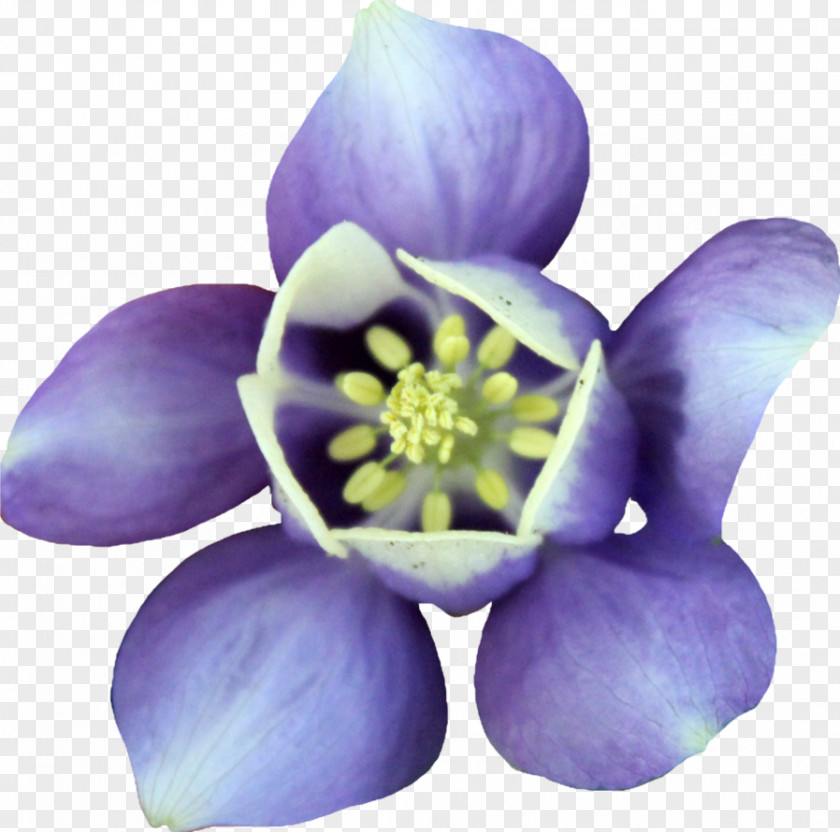 Purple Tulip Clickable Petal Violet PNG