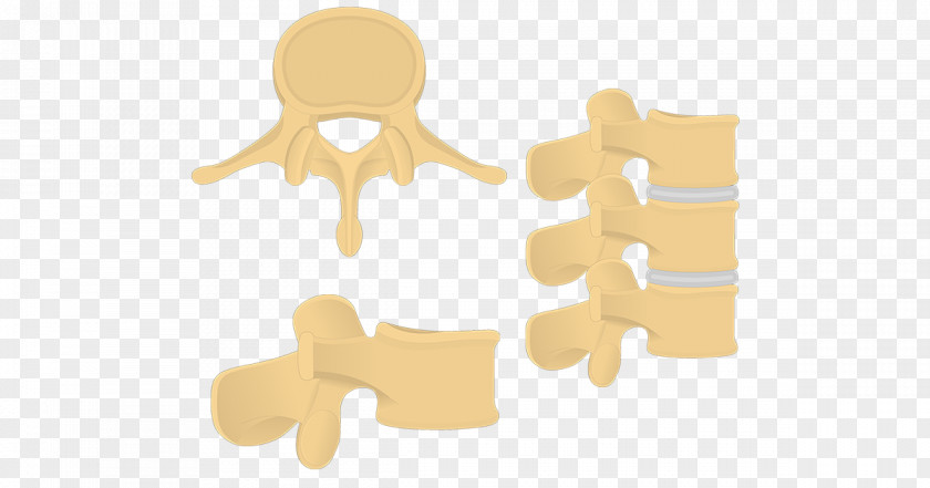 Vertebral Lumbar Vertebrae Cervical Human Column Thoracic PNG