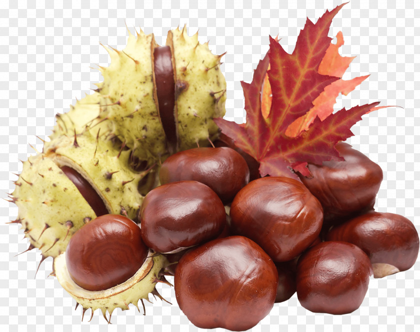 Chestnut Hickory Tanning Material Nuts Fruit Crops PNG