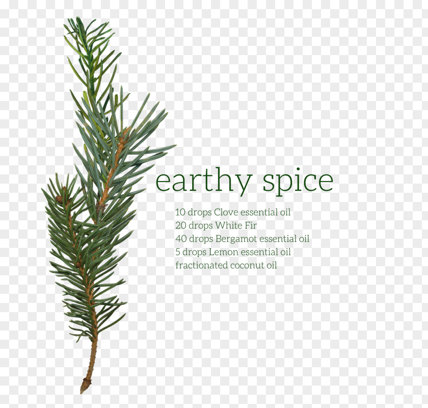 English Lavender Pine Fir Conifers Yew PNG