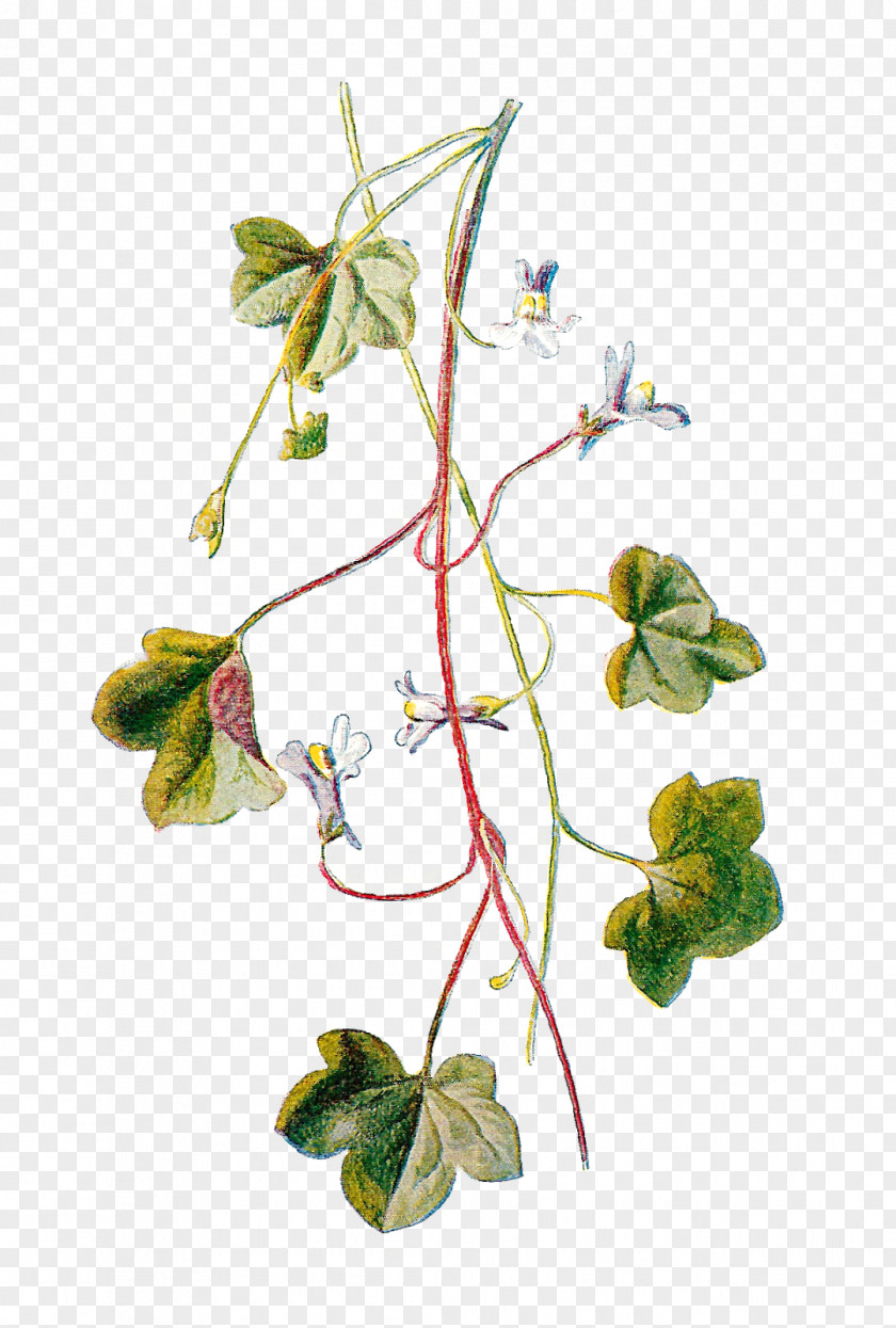 Flower Kenilworth Ivy Yellow Toadflax Illustration PNG