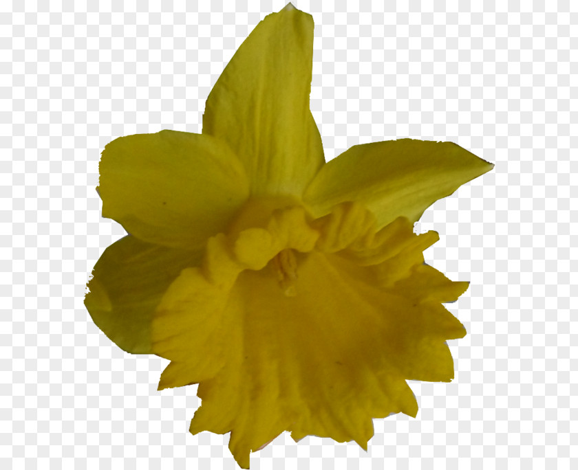 Jonquille Narcissus PNG