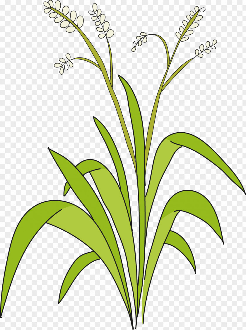 Leaf Sweet Grass Cut Flowers Plant Stem Line PNG