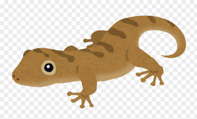Lizard Schlegel's Japanese Gecko Fire Belly Newt Reptile Sauria PNG