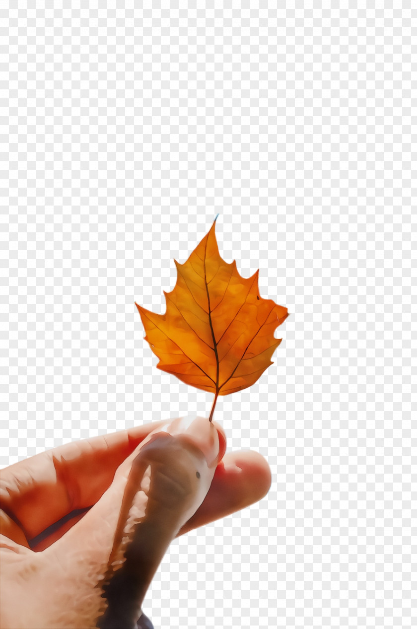 Maple Deciduous Leaf PNG