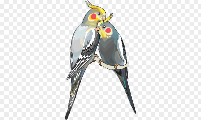 Parrot Cockatiel PNG