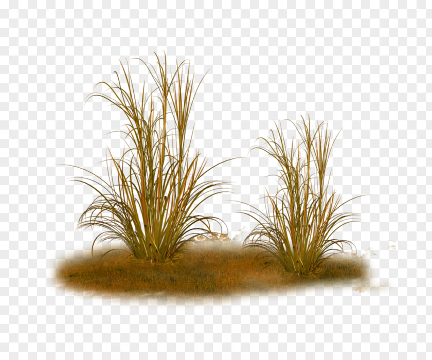 Plant Ornamental Grass Feather Reed Texture Mapping PNG