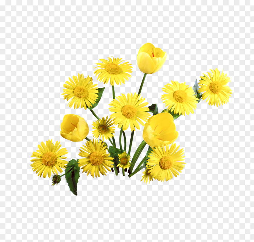 Clip Art Common Dandelion The Amazing Image PNG