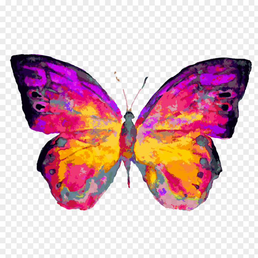 Color Illustration Butterfly Lupus Foundation Of Southern Arizona Living With Systemic Erythematosus America Tucson PNG