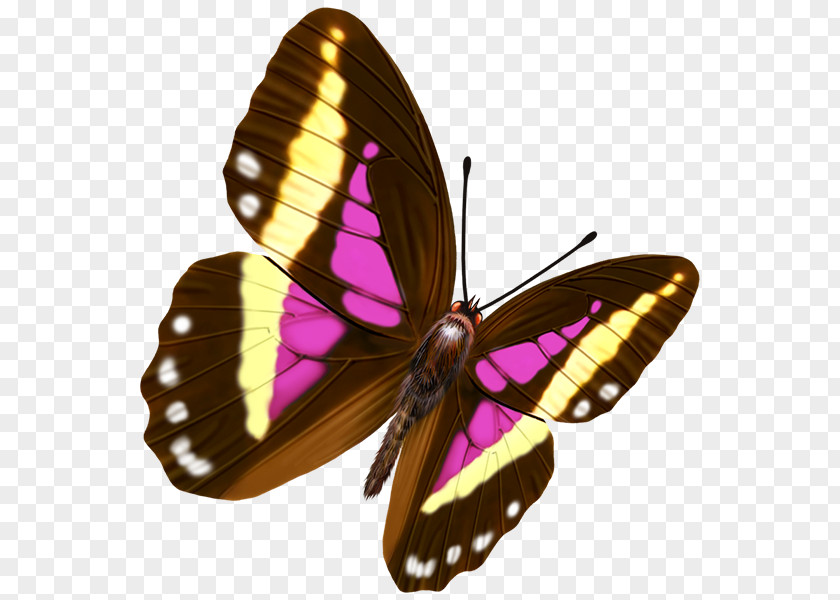 Colorful Butterfly Transparency And Translucency PNG