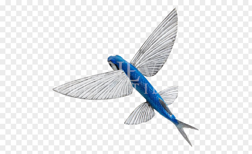 Fish Anatomy Atlantic Flyingfish Animal Figurine Blue Flying PNG