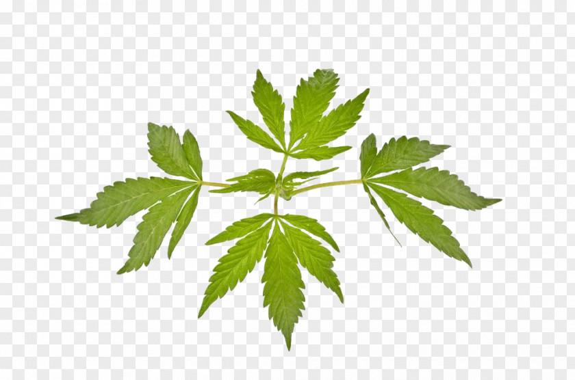 Indian Cannabis Leaves Ruderalis Marijuana Leaf Sativa PNG