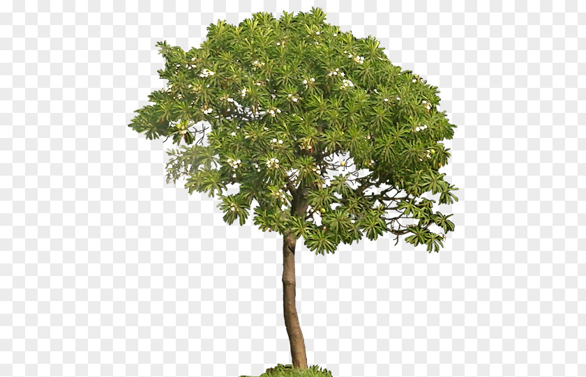 Tree Architectural Rendering Clip Art PNG