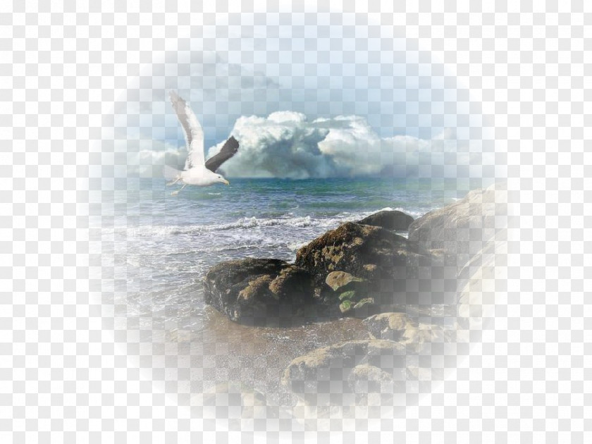 Albatross Lucifer Photography Drawing Centerblog PNG