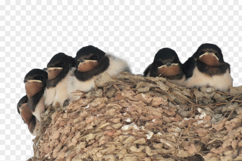 Birds In The Bird's Nest El Nido, Palawan Swallow Pxe4xe4skysenpesxe4keitto Edible PNG