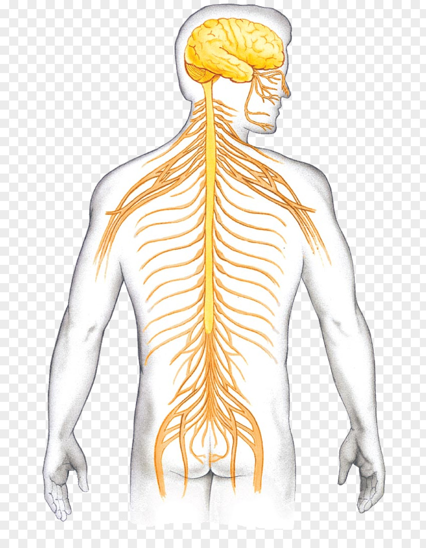 Brain Vertebrate Central Nervous System Neuron Vertebral Column PNG