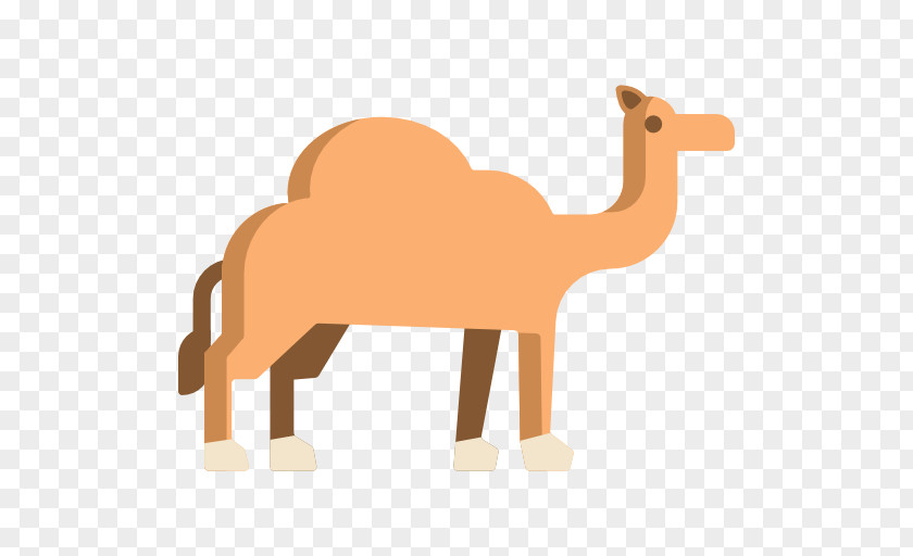 Camels Dromedary Clip Art Animal PNG