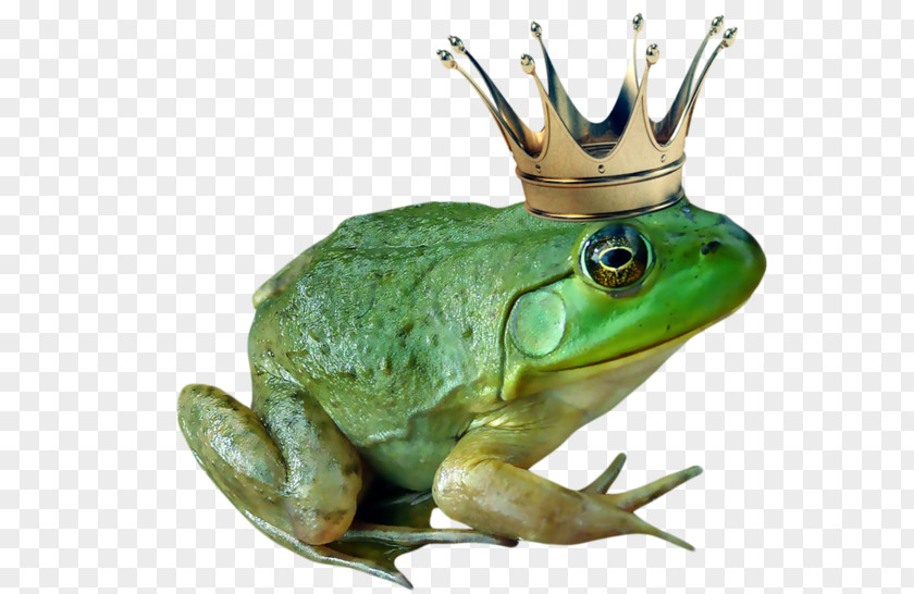 Frog Prince American Bullfrog The PNG