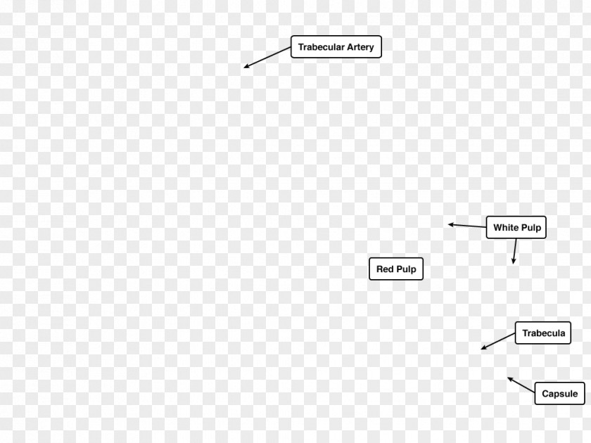 Immune System Document Line Angle Brand PNG