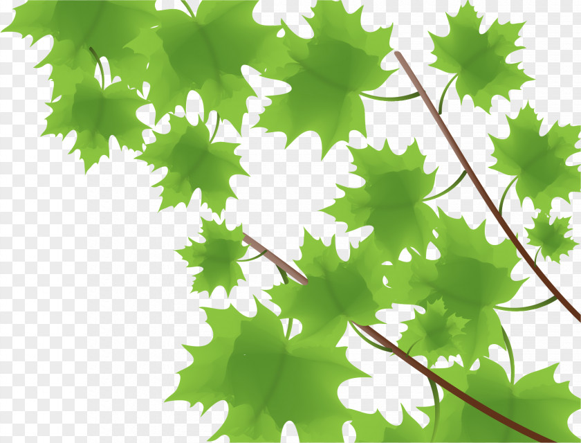Maple Leaf Spring Vector Material Panels Green PNG