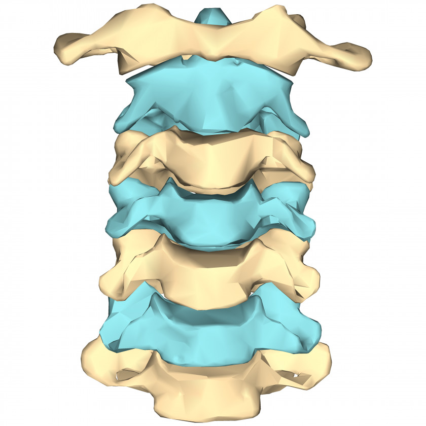 Skeleton Cervical Vertebrae Human Vertebral Column Neck PNG