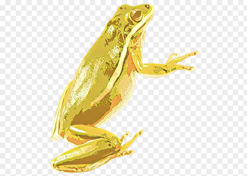 Toad Wood Frog True Hyla Tree PNG