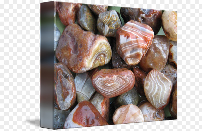 Agate Animal Source Foods PNG