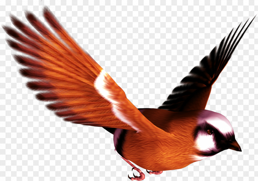 Birds Bird Clip Art PNG