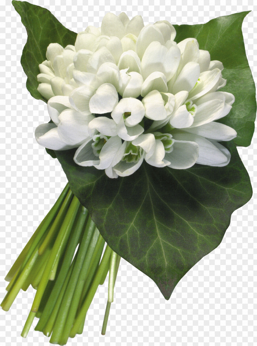 Bouquet Of White Material Snowdrop Flower Wallpaper PNG